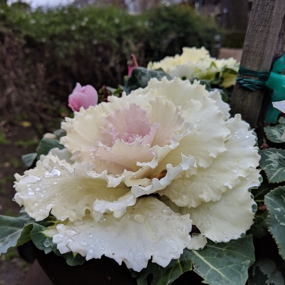 Meet your Posher, Marie - Picture 1 of 1